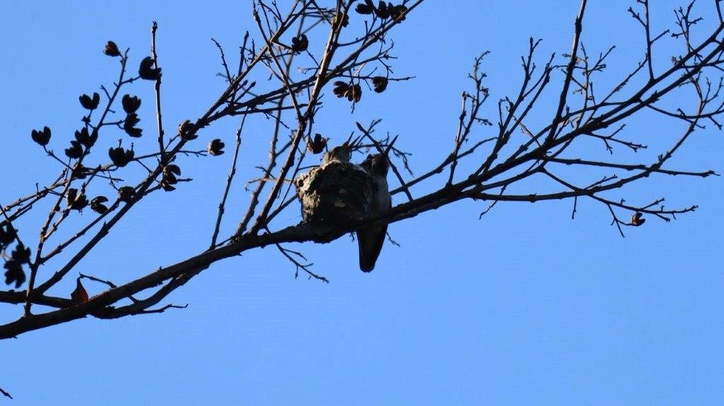 A bird on a tree branch

Description automatically generated