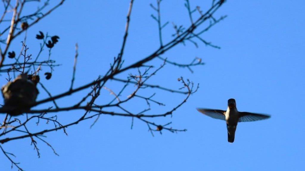 A bird flying in the sky

Description automatically generated
