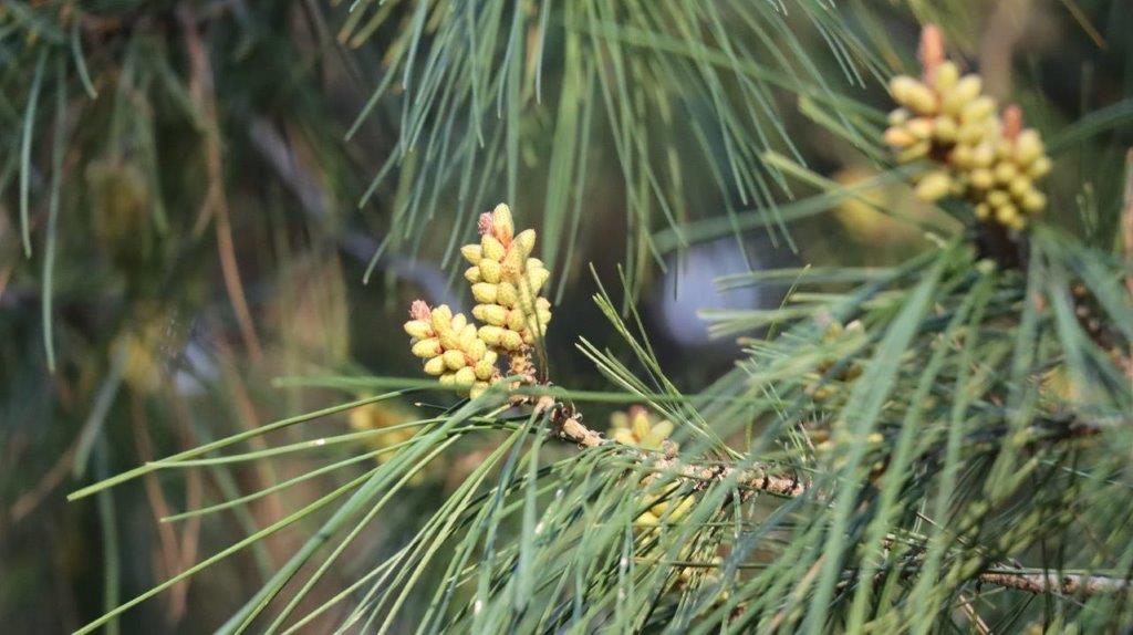 Close-up of a pine tree branch

Description automatically generated