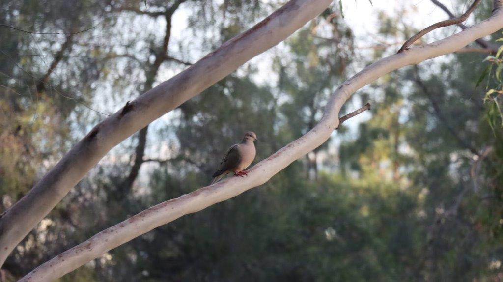 A bird on a branch

Description automatically generated