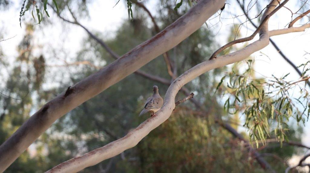 A bird on a branch

Description automatically generated