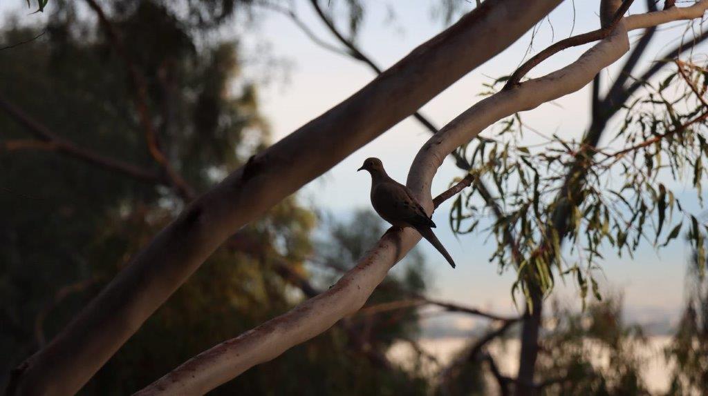 A bird sitting on a branch

Description automatically generated