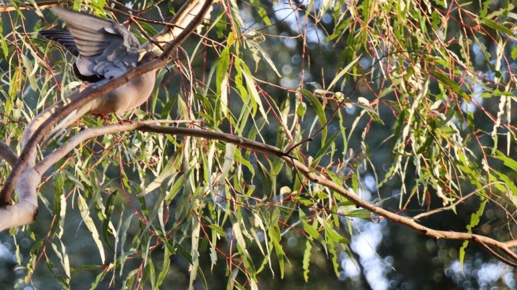 A bird sitting on a tree branch

Description automatically generated