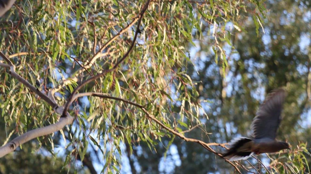A bird on a tree branch

Description automatically generated