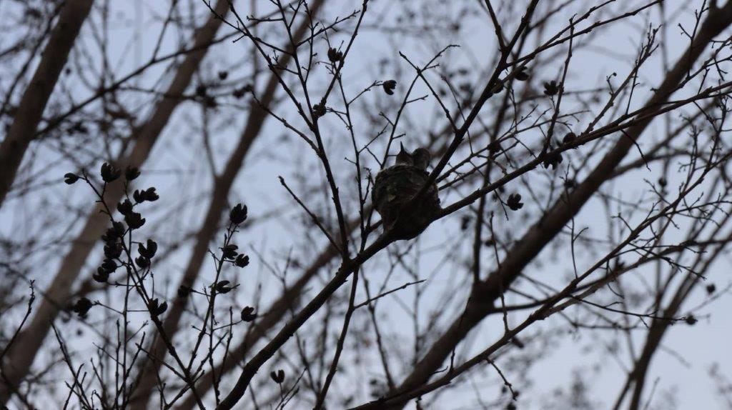 A bird on a tree branch

Description automatically generated