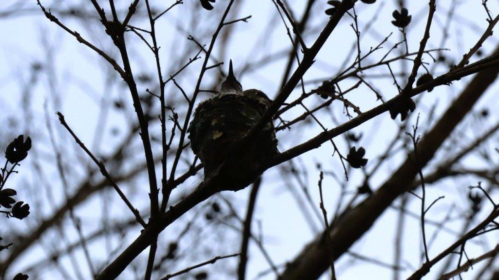 A bird in a tree

Description automatically generated