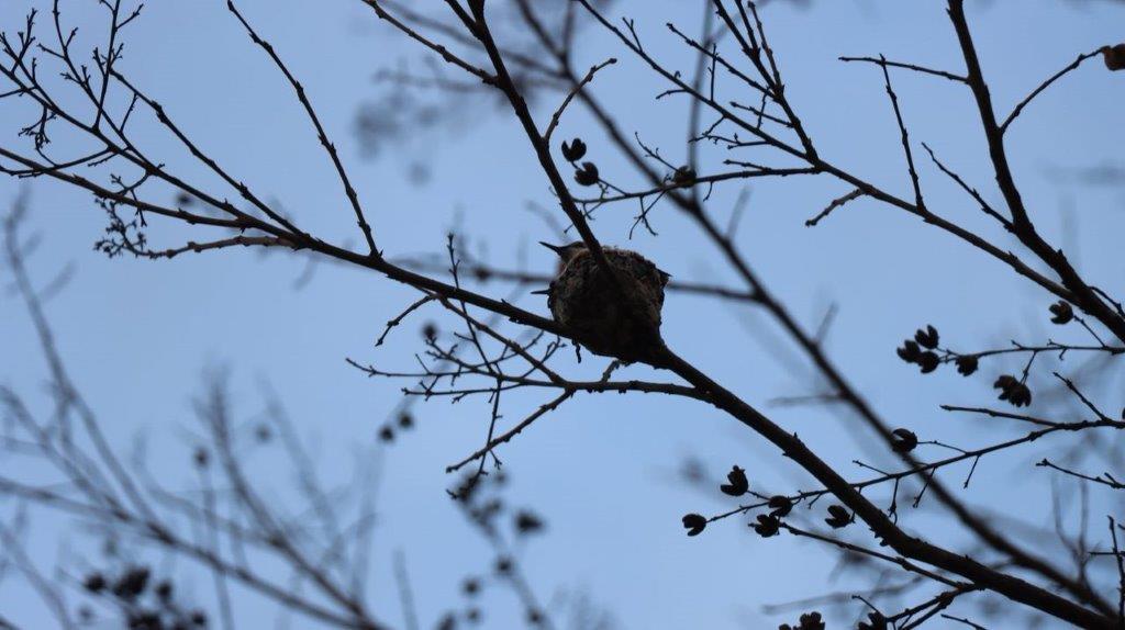 A bird on a tree branch

Description automatically generated