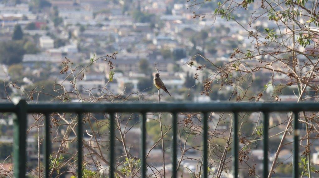 A bird perched on a railing

AI-generated content may be incorrect.
