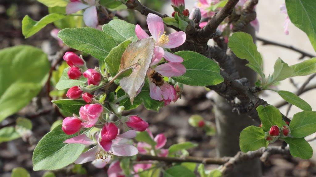 A bee on a flower

AI-generated content may be incorrect.