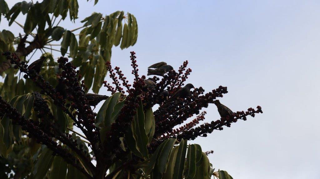 A tree with dark berries

Description automatically generated with medium confidence