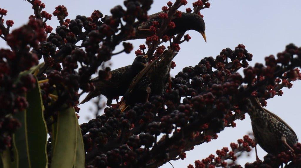 Birds on a tree branch

Description automatically generated