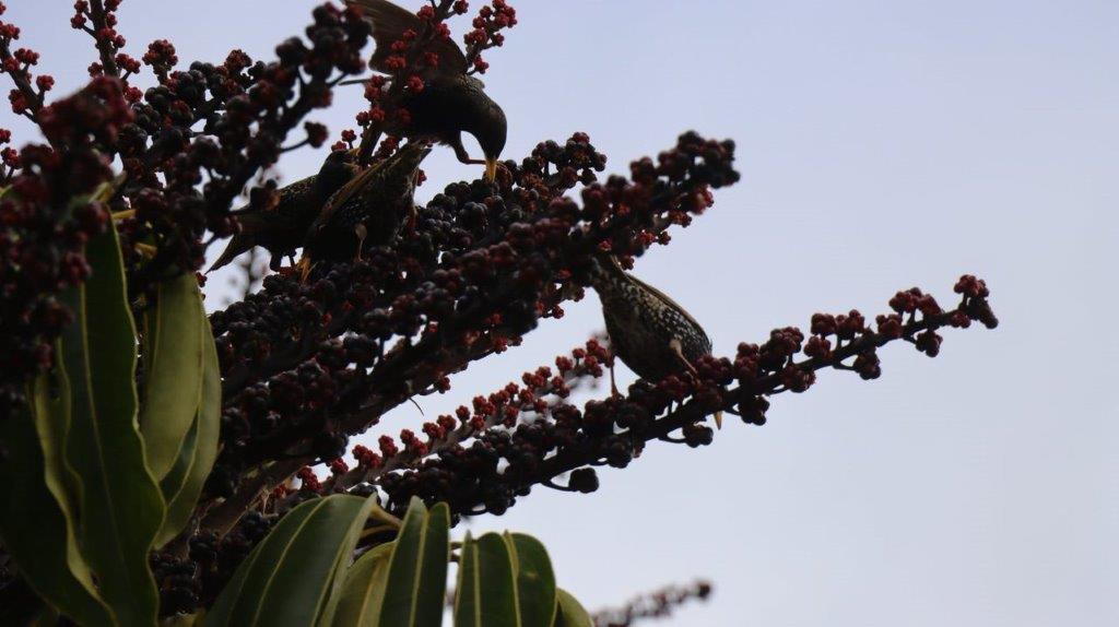 A bird on a tree branch

Description automatically generated