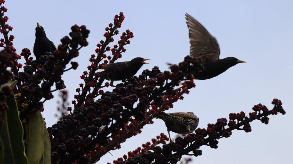 Birds on a tree branch

Description automatically generated