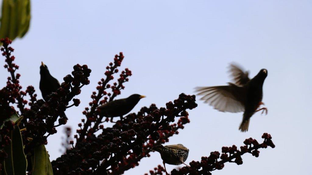 Birds flying birds on a tree

Description automatically generated
