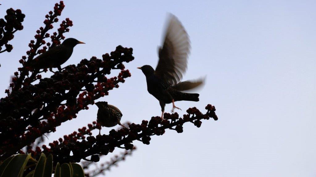 A bird on a branch

Description automatically generated