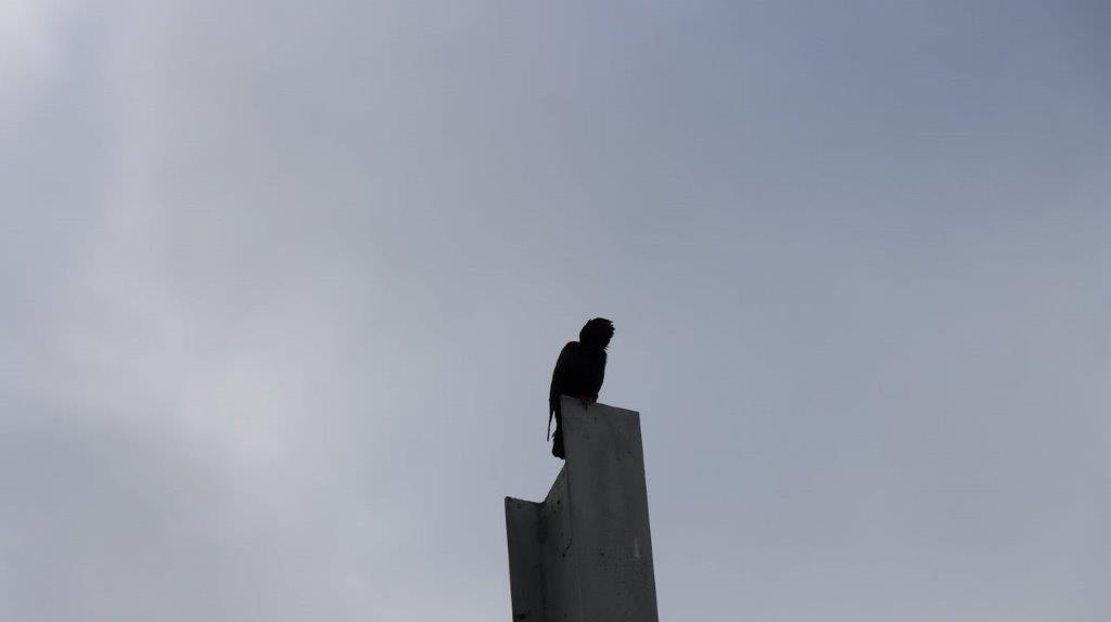 A bird on top of a pole

Description automatically generated