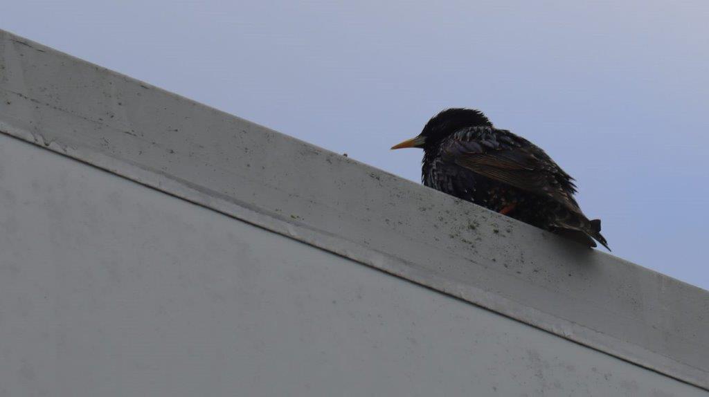 A bird sitting on a ledge

Description automatically generated