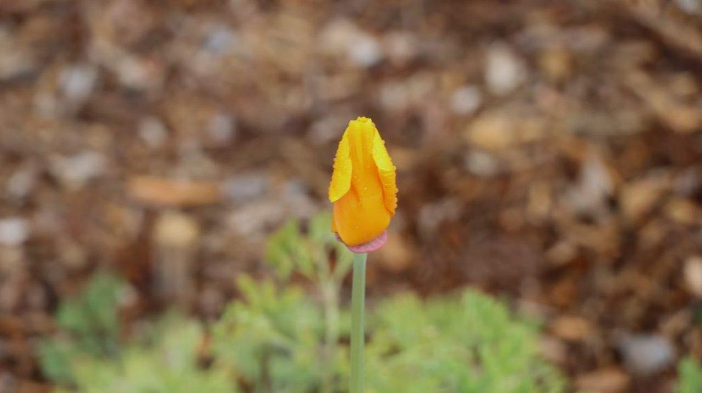 A yellow flower with a green stem

Description automatically generated