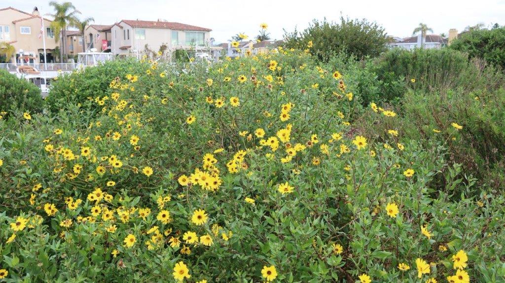 A field of yellow flowers

Description automatically generated