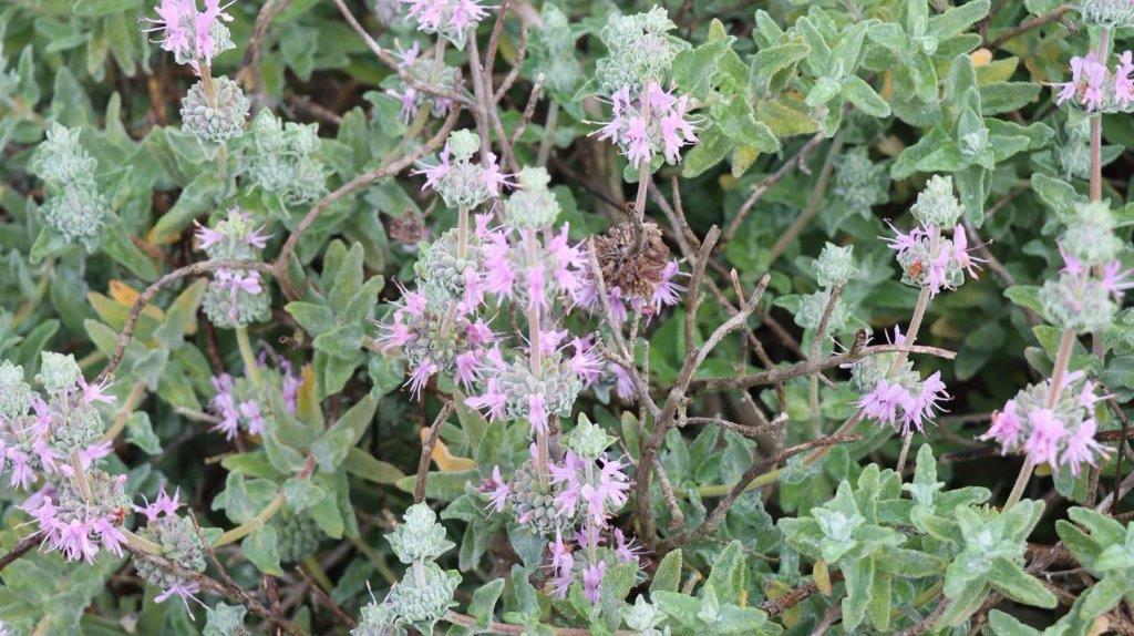 A close-up of a plant

Description automatically generated