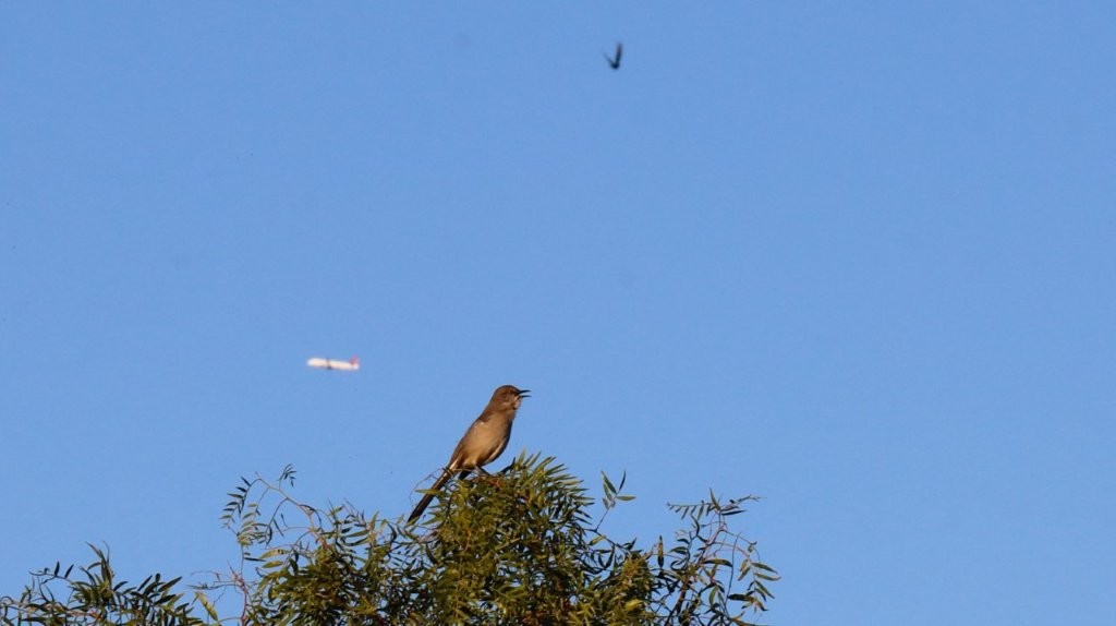A bird on a tree branch

AI-generated content may be incorrect.