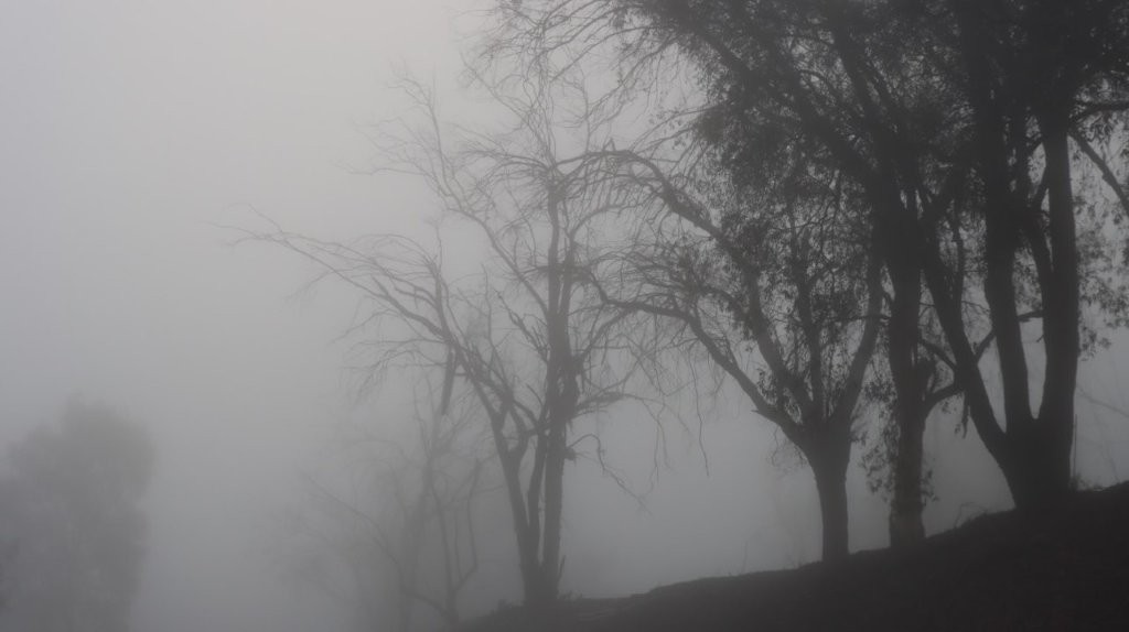 A group of trees in fog

AI-generated content may be incorrect.