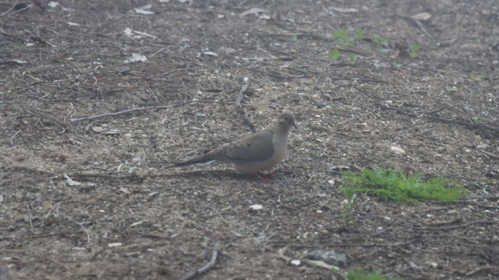 A bird standing on the ground

AI-generated content may be incorrect.