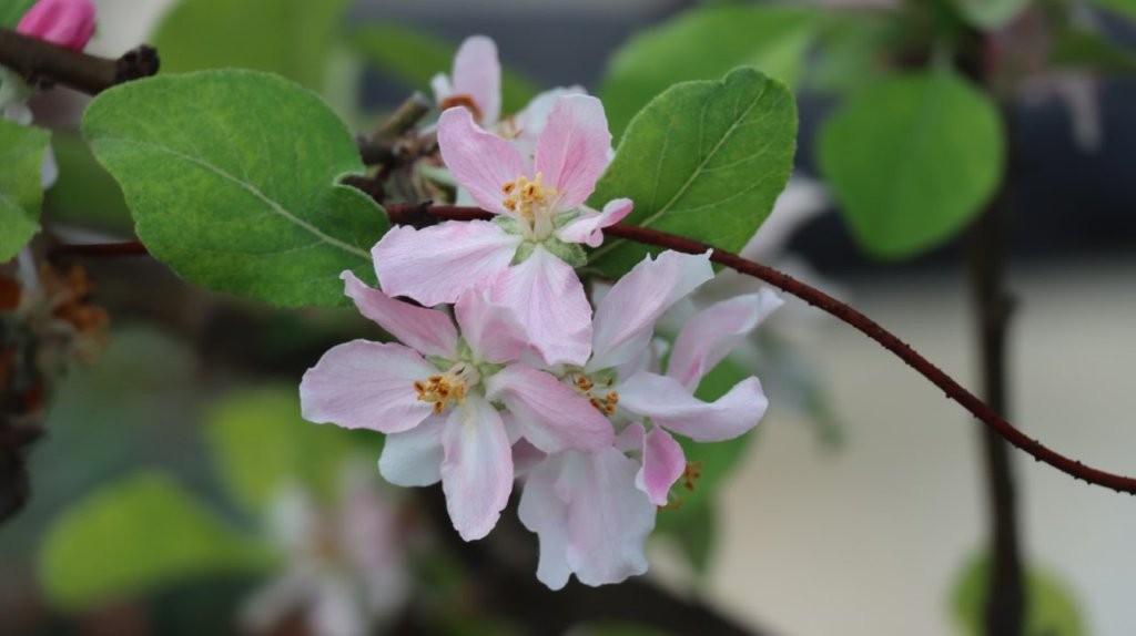 A close-up of a flower

AI-generated content may be incorrect.