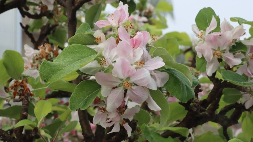 A close-up of a flower

AI-generated content may be incorrect.