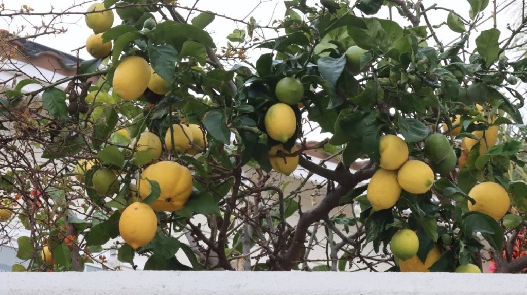 A lemon tree with fruits

AI-generated content may be incorrect.