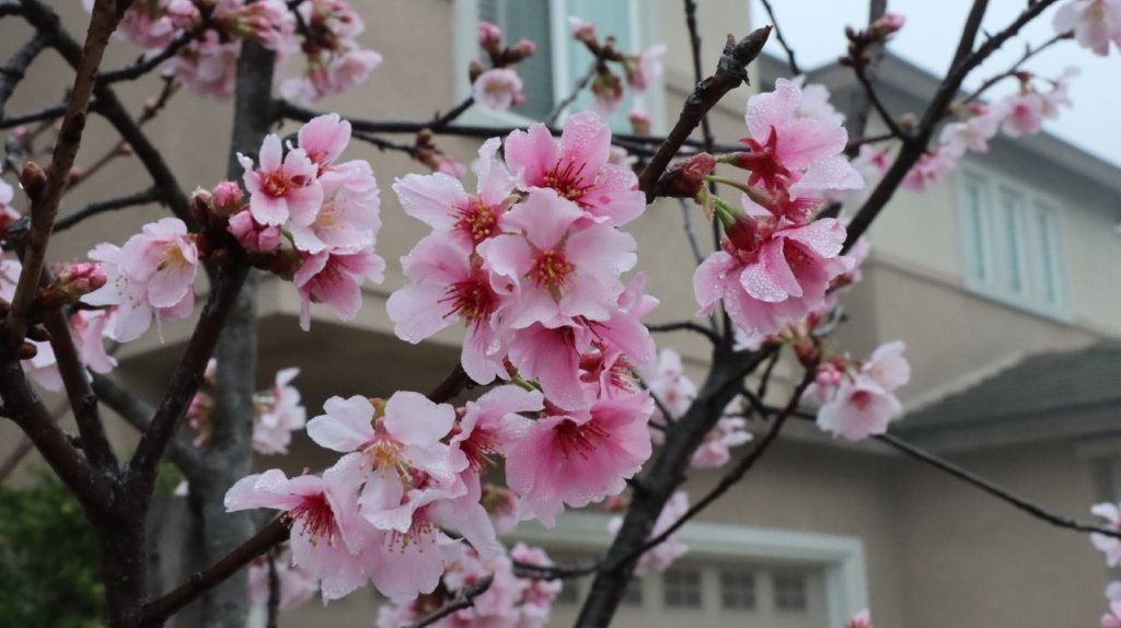 A close-up of pink flowers on a tree

AI-generated content may be incorrect.