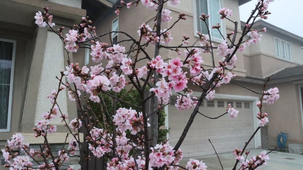 A tree with pink flowers

AI-generated content may be incorrect.
