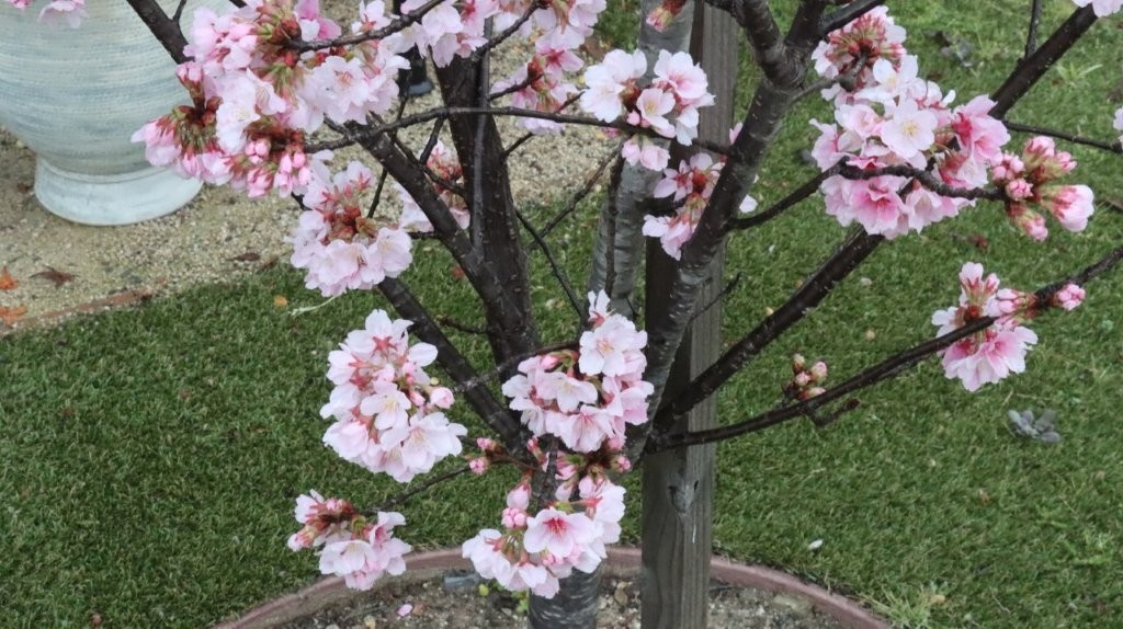 A tree with pink flowers

AI-generated content may be incorrect.