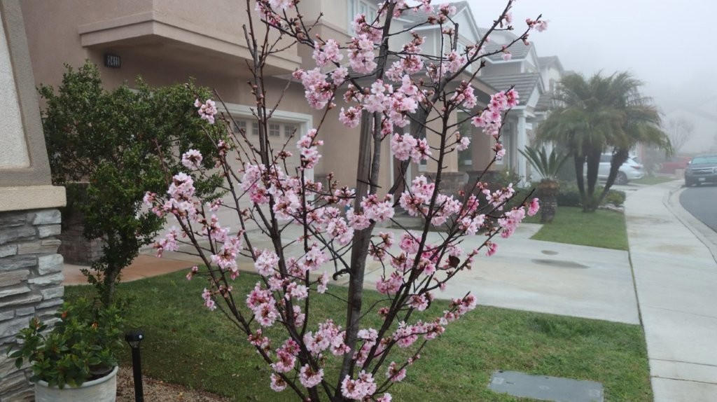 A tree with pink flowers

AI-generated content may be incorrect.