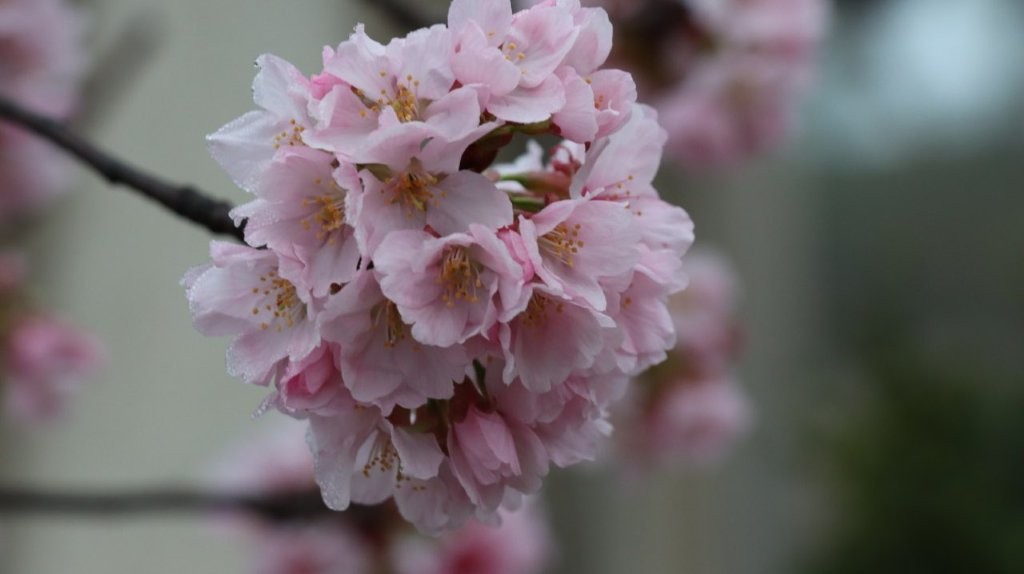 A close up of a flower

AI-generated content may be incorrect.