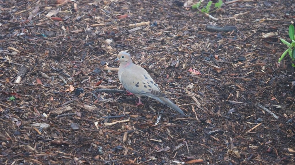 A bird standing on the ground

AI-generated content may be incorrect.