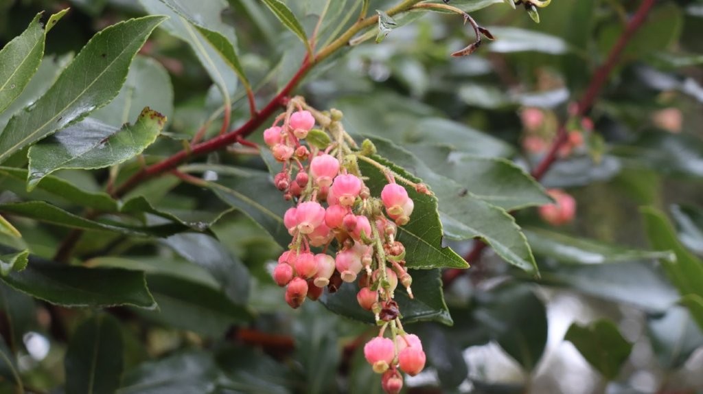 A close up of a plant

AI-generated content may be incorrect.