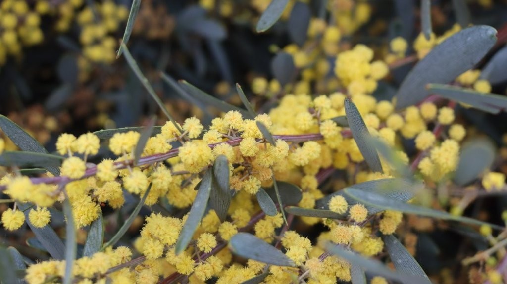 A close up of yellow flowers

AI-generated content may be incorrect.