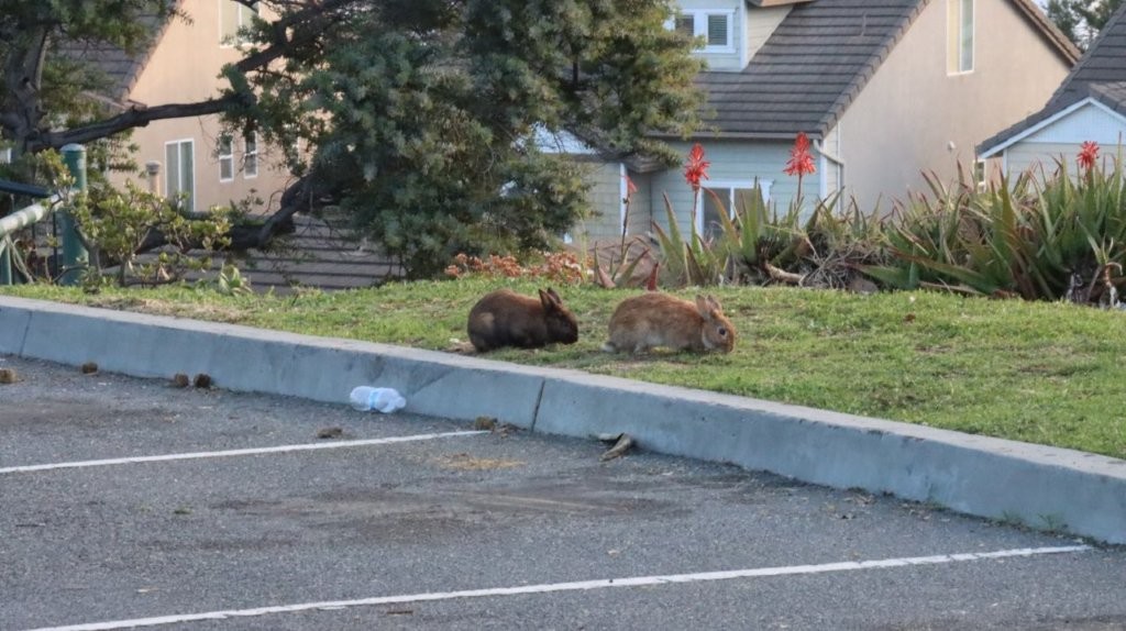 Rabbits in a parking lot

AI-generated content may be incorrect.