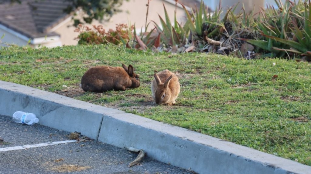 Two rabbits on the grass

AI-generated content may be incorrect.