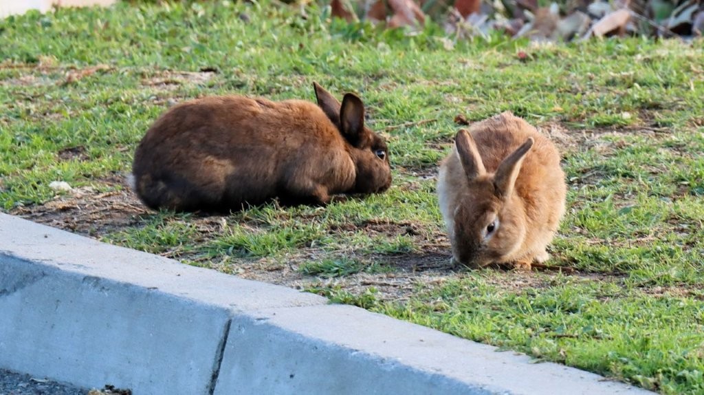 A couple of rabbits on grass

AI-generated content may be incorrect.