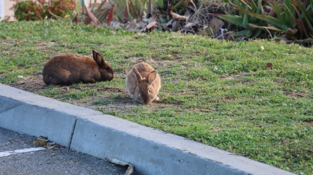 Rabbits lying on grass near a curb

AI-generated content may be incorrect.
