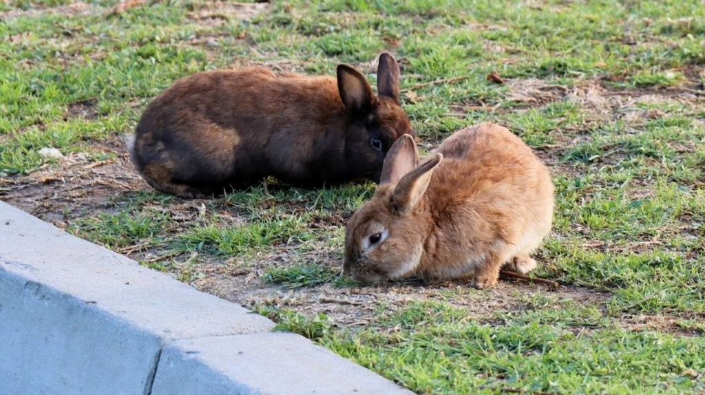 Two rabbits on the grass

AI-generated content may be incorrect.