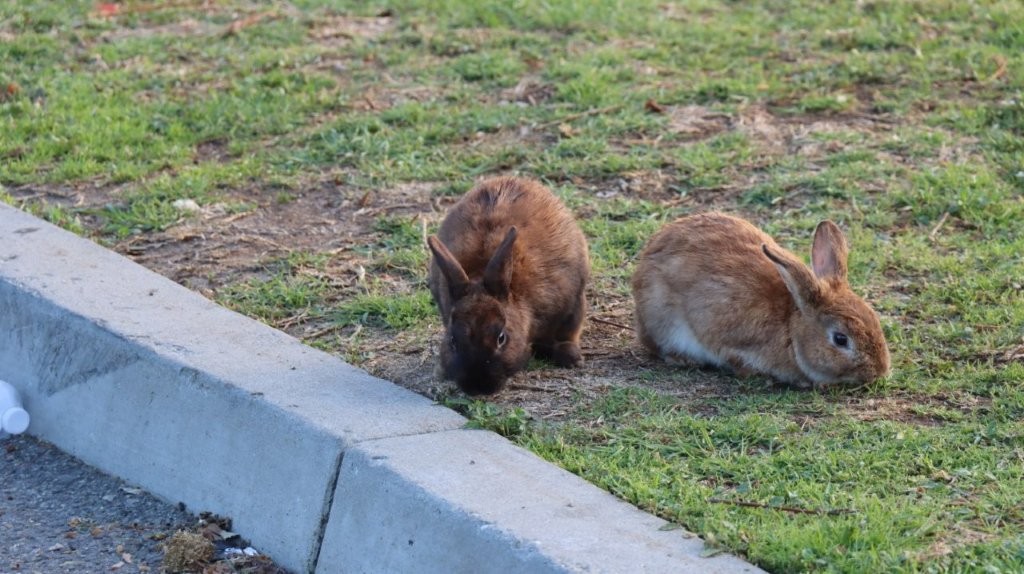 Two rabbits on grass next to a curb

AI-generated content may be incorrect.
