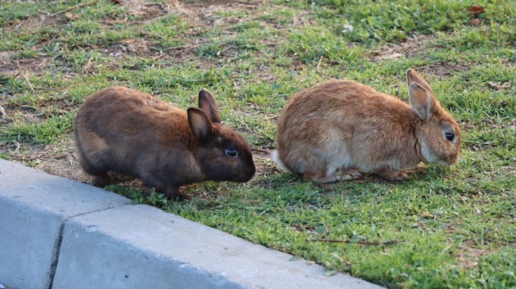 A couple of rabbits on grass

AI-generated content may be incorrect.