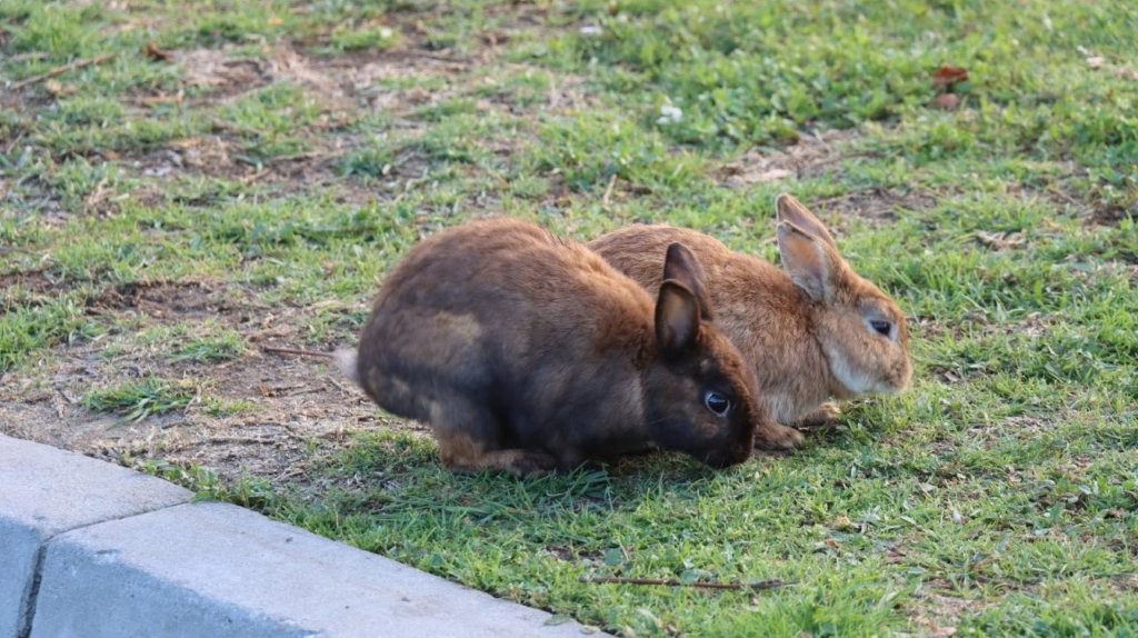 Two rabbits on grass next to a curb

AI-generated content may be incorrect.