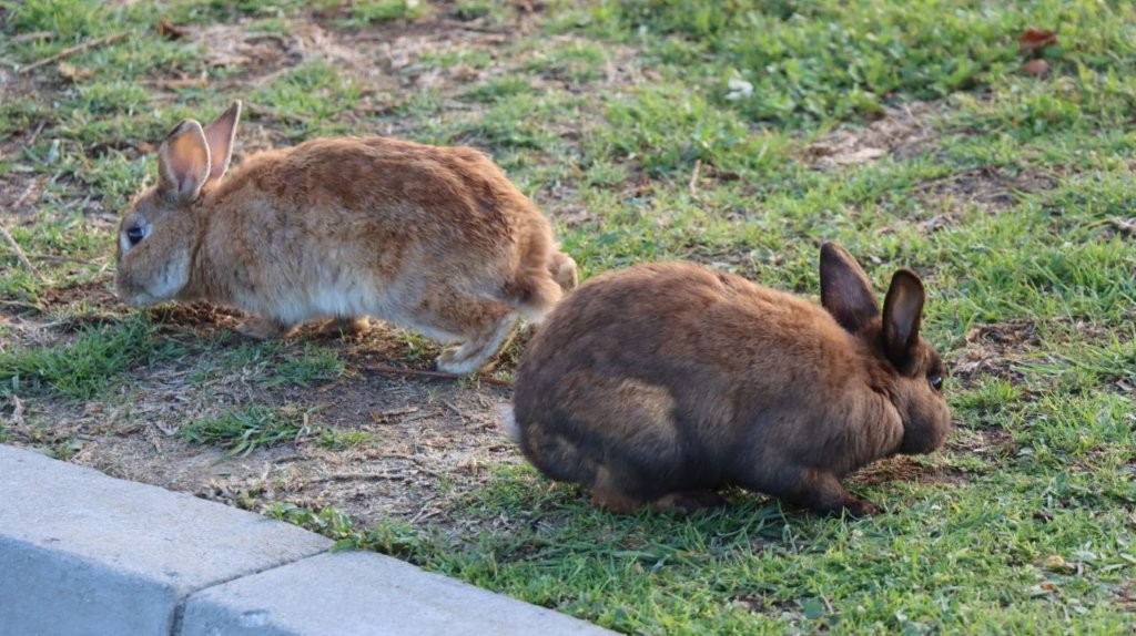 Two rabbits on the grass

AI-generated content may be incorrect.