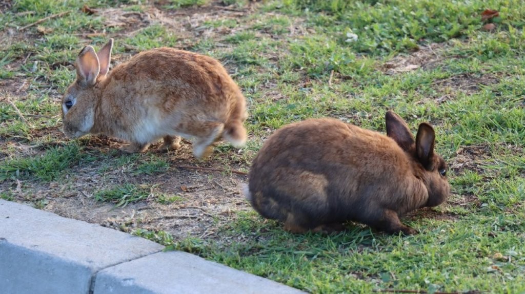 Two rabbits on the grass

AI-generated content may be incorrect.