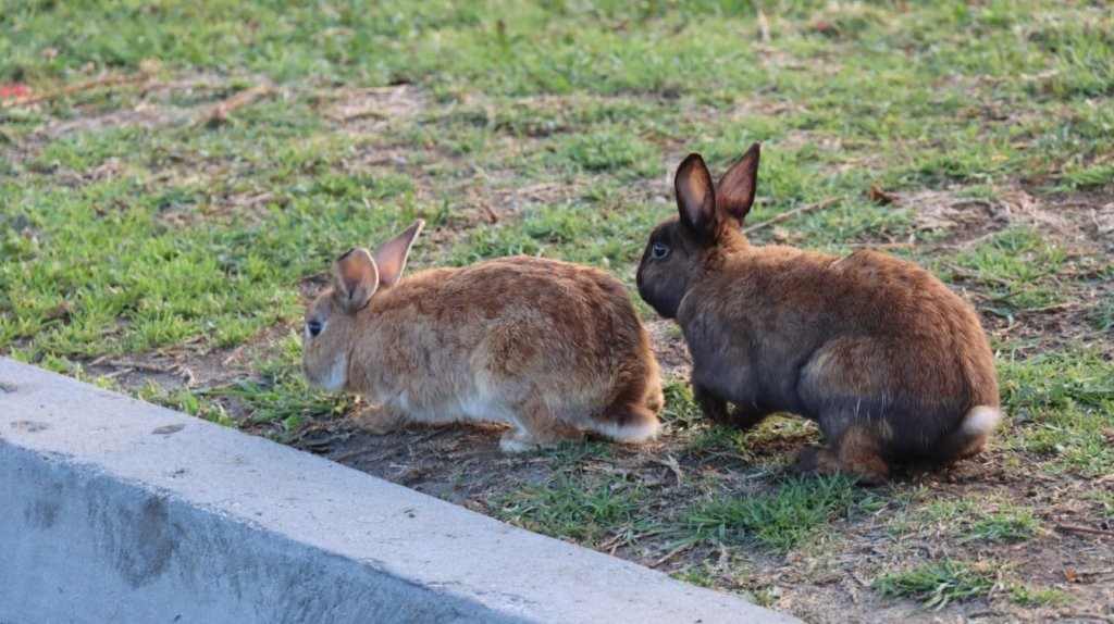 Two rabbits on the grass

AI-generated content may be incorrect.