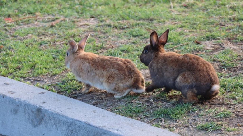 Two rabbits on the grass

AI-generated content may be incorrect.